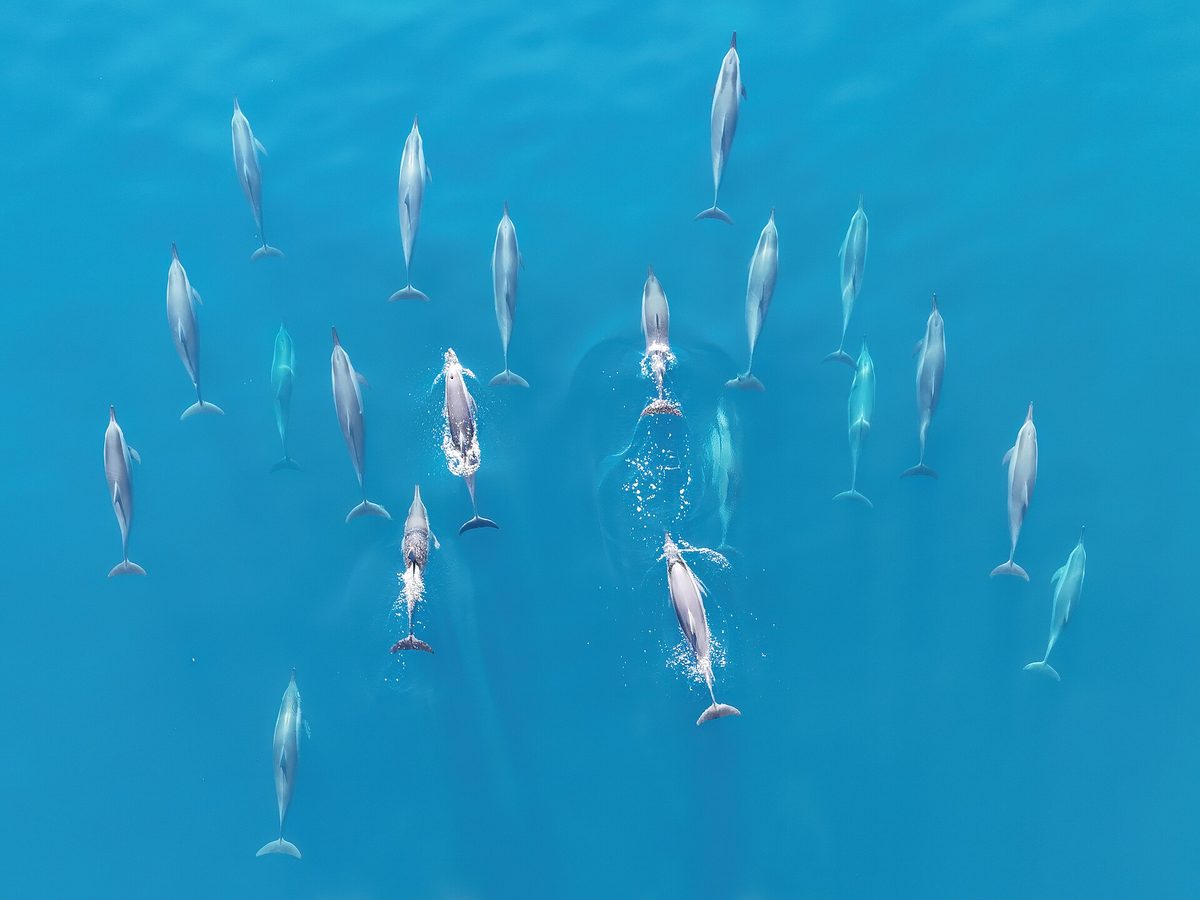 A pod of spinner dolphins