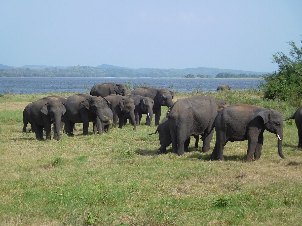 A wild herd of elephants gathering