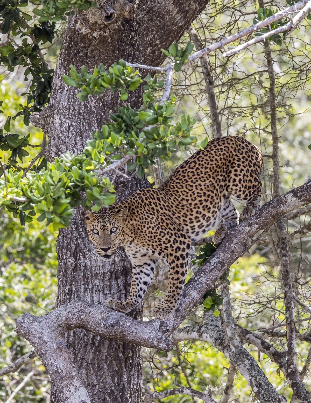A Sri Lankan leopard in a tree